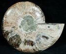 Split Ammonite Fossil (Half) #6889-2